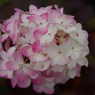 Compact Fire Light Tidbit Hydrangea shrub hardy in Ontario