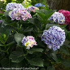 Proven Winners Cityline Mars Hydrangea compact flowering shrub