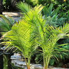 Majesty Palm (Ravenea rivularis) with lush fronds at Lakeside Garden Gallery in Brampton Ontario