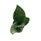Sansevieria Zeylanica indoor plant in decorative pot Ontario