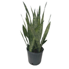 Sansevieria Zeylanica indoor plant in decorative pot Ontario