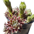 Hardy Hen and Chicks Jade Rose plant in Ontario garden centre