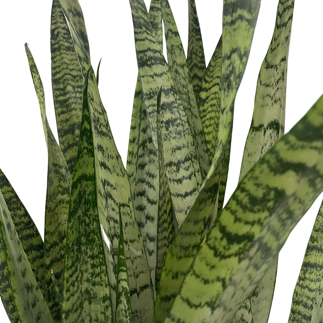 snake plant spanish Snake Plant: Zeylanica – Lakeside Garden Gallery