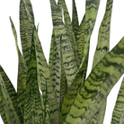 snake Plant Zeylanica houseplant for sale in Brampton