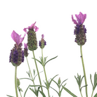 Spanish Lavender Anouk compact variety in bloom Ontario