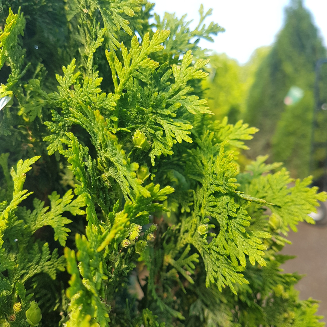 Thuja occidentalis Degroot’s Spire tall narrow cedar shrub in Ontario garden