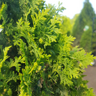 Thuja occidentalis Degroot’s Spire tall narrow cedar shrub in Ontario garden