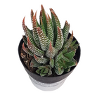 Compact Zebra Haworthia succulent in decorative pot